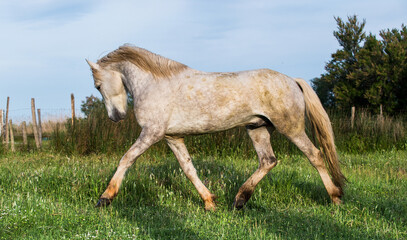 White Camargue Horse on the natural background.