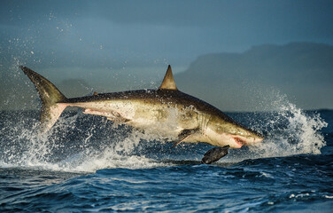 Great White Shark ( Carcharodon carcharias ) breaching in an attack - 483245134