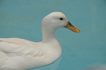 水に浮かぶアヒル