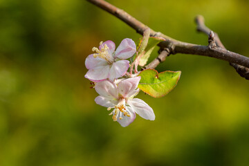 ニュートンのリンゴの木
