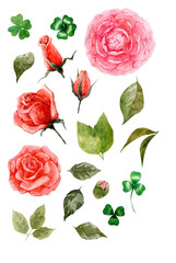 Watercolor elements cliparts - camellia, rose. Flowers and leaves. Handmade.