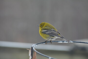 Perched yellow warbler