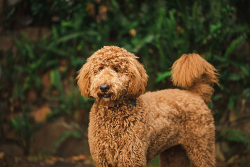 Young Groodle mixed-breed dog, also known as Golden Doodle, in pretty backyard setting
