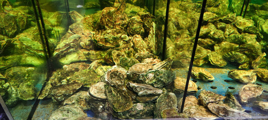 Aquarium with fresh oysters. Ukraine, Kharkiv city,  January 2022.