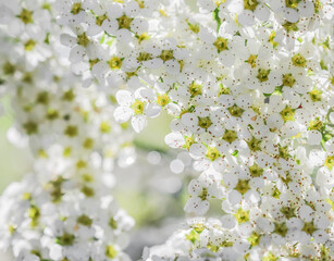 White flowers Thunberg Spirea in sunny spring day. Blurred background