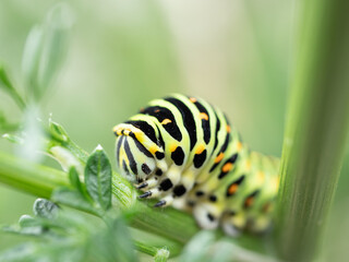キアゲハチョウの幼虫
