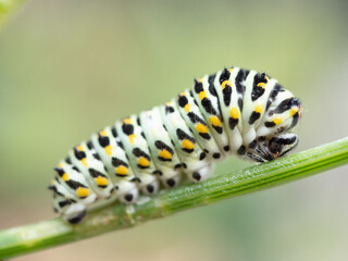 キアゲハチョウの幼虫
