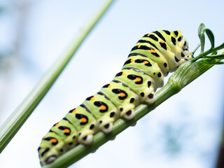 キアゲハチョウの幼虫