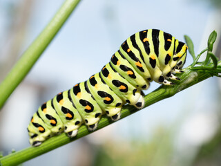 キアゲハチョウの幼虫