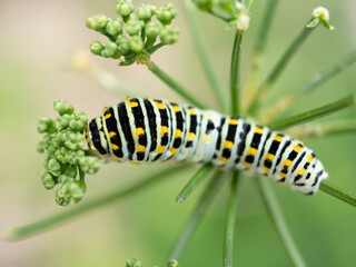 キアゲハチョウの幼虫