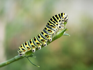 キアゲハチョウの幼虫