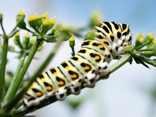 キアゲハチョウの幼虫