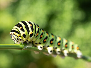キアゲハチョウの幼虫