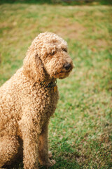 Relaxed Groodle mixed-breed dog, also known as Golden Doodle (Poodle Golden Retriever Cross) in garden setting
