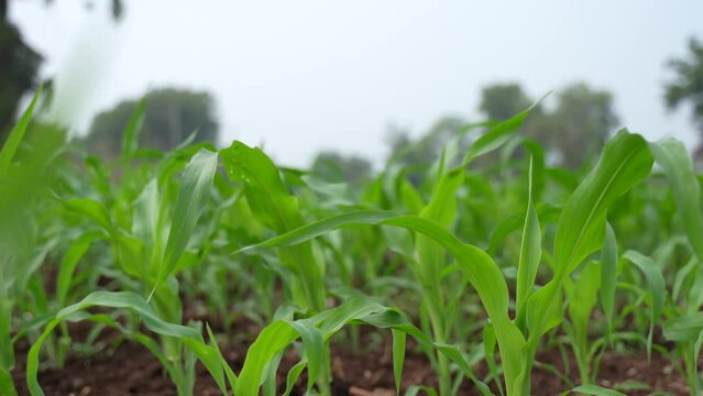 Fresh green jowar or sorghum agriculture field.