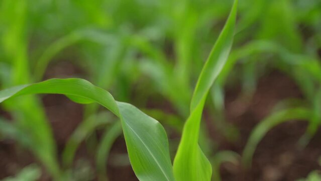 Fresh green jowar or sorghum agriculture field.