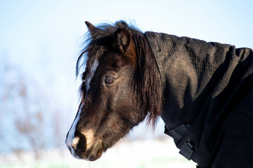 big beautiful horses in the paddock. horses close-up horses in nature stable blue sky sunny day...