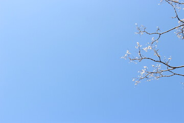 空空に桜
