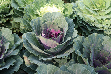 Ornamental cabbage flowers plant in the garden. Ornamental colored cabbage with purple and green...