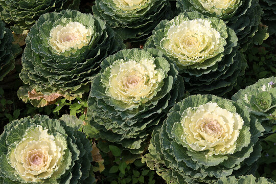 Ornamental cabbage flowers plant in the garden. Ornamental colored cabbage with yellow and green center. © Charlie Waradee
