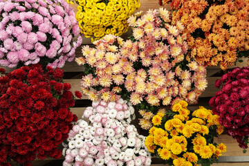 Beautiful different color Chrysanthemum flowers on wooden pallet, top view