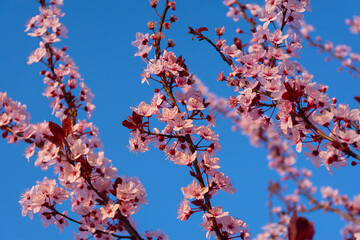 Cherry plum pink blooming garden. Beautiful spring background. Abstract gentle banner greeting card. A dreamy romantic image of spring. Light blue light pink shades. Atmospheric natural background.