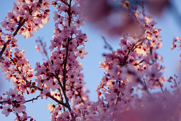 Cherry plum pink blooming garden. Beautiful spring background. Abstract gentle banner greeting card. A dreamy romantic image of spring. Light blue light pink shades. Atmospheric natural background.