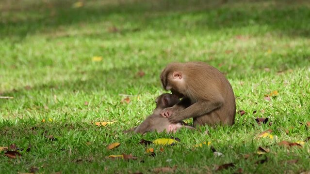 Northern Pig-tailed Macaque, Macaca leonina grooming its child while on the grass as she looks around then continues to pull for more pests from the body, Khao Yai National Park, Thailand.