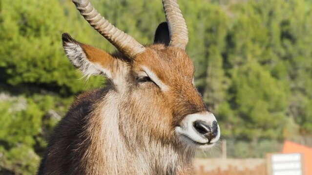 The Nile lechwe or Mrs Gray's lechwe (Kobus megaceros) is an endangered species of antelope
