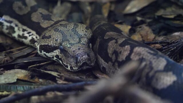 The ball python (Python regius), also called the royal python, is a python species native to West and Central Africa