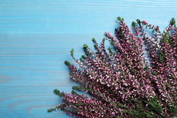 Heather branches with beautiful flowers on light blue wooden table, flat lay. Space for text