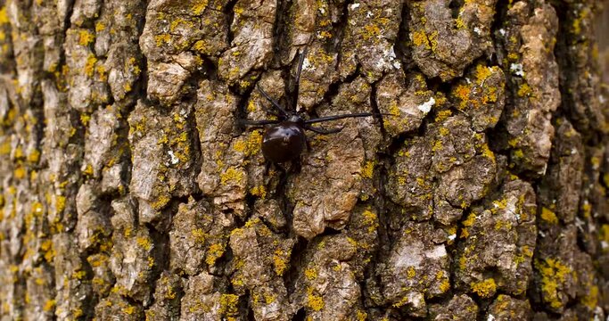 Handheld close up video of a black widow spider climbing a tree.