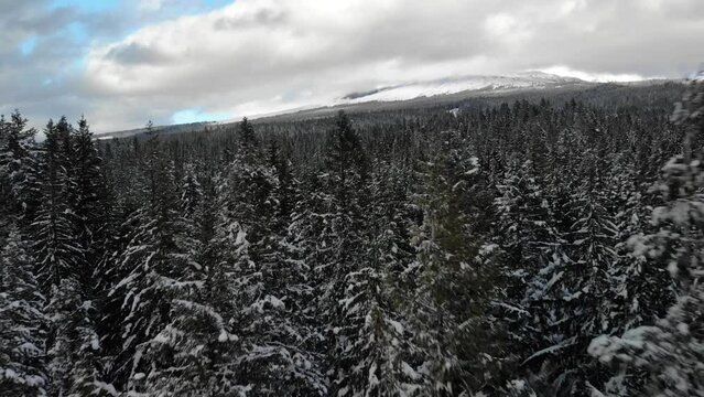 Drone Dolly Low over Snowy Treeline, Mt Hood National Forest Oregon USA