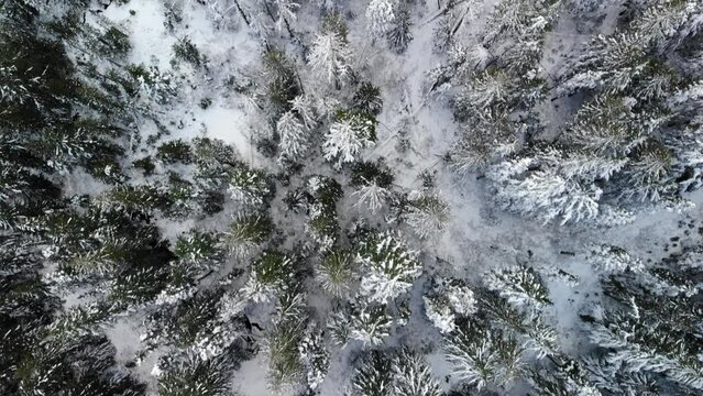 Birds Eye View of Snow Capped Trees in Mt Hood National Forest, Oregon USA