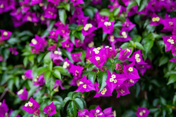 Fototapeta na wymiar Flowers Bougainvillea tropical bush in garden against blue sky. Bright beautiful pink purple ornamental climbing plant Bougainvillea glabra that widely cultivated in tropics.