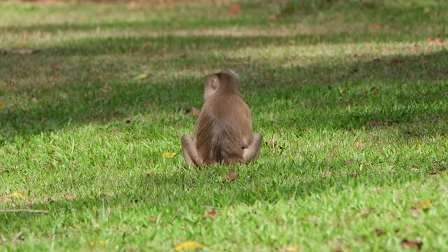 Northern Pig-tailed Macaque, Macaca leonina a young individual seen from its back while sitting on the grass in Khao Yai National Park, Thailand.