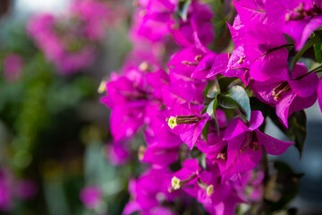 Flowers Bougainvillea tropical bush in garden against blue sky. Bright beautiful pink purple ornamental climbing plant Bougainvillea glabra that widely cultivated in tropics.