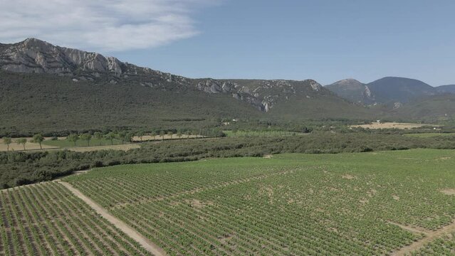 Aerial: Rows of grape vines dot valley landscape in French Pyrenees