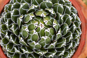 Agave victoriae reginae high angle view