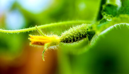 Flowers, fruits and leaves on cucumber vines close-up in the garden in summer