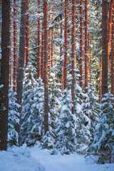 A beautiful pine forest in sunny winter day. Snowy scenery of Northern Europe woodlands. Trees and snow in sunlight.