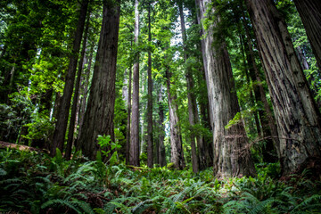 Fototapeta na wymiar Redwoods National Forest