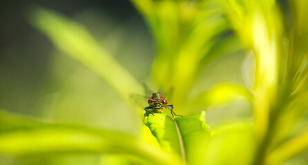 Libelle auf einer Pflanze, Blick in die Kamera