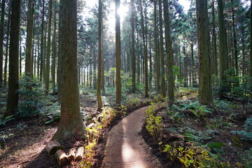 an autumn cedar forest in the sunlight
