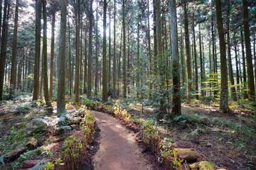 an autumn cedar forest in the sunlight