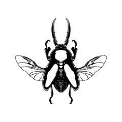 Beetle - Lucanus cervus