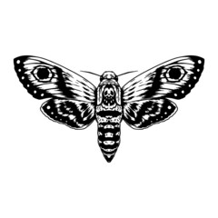 Bug - Acherontia