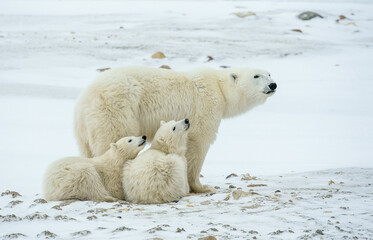 Polar she-bear with cubs. A Polar she-bear with two small bear cubs on the snow.