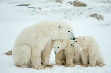 Fototapeta na wymiar Polar she-bear with cubs. A Polar she-bear with two small bear cubs on the snow.