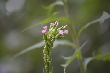 Cluster of Purple flowers